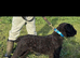 Beautiful pat x russel pup