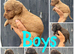9 beautiful cockapoo puppies