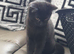 Lovely black kitten for sale