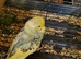 Tame baby budgies