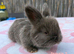 pedigree english angoras
