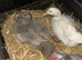 2 Muscovy female ducks