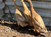 Indian runner ducks