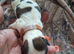 New born kc shih tzu