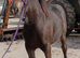 Traditional cob colt