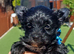 Ready go new homes! Rare Black Yorkshire Terrier