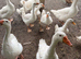 Geese for sale
