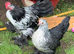 Gorgeous bantams looking for a new home