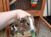 Baby guinea pigs