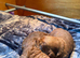Stunning f1b red labradoodles