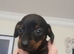 True mini dachshound.