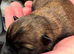 Beautiful Cairn Terrier purebred, KC reg pups