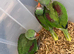 Selling baby handreared alexandrine