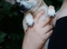 Small chihuahua boy