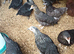 Point of Lay Hunted Hens