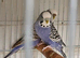 Various budgies
