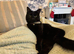 Female Black Cat Cross Ragdoll