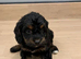 Beautiful cockapoo puppies
