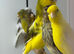 Canaries