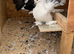 Indian fantails