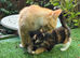 Sweet Litter of Fluffy Mixed Breed Kittens - Ready to Reserve:)