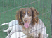 Cocker spaniel