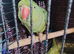 2 year old girl