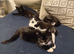 Mixed litter of kittens ready for loving homes