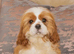 3 gorgeous Cavapoo pups