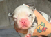 Fluffy French bulldog