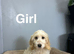 Caramel beautiful litter of cockapoo puppies