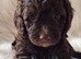Chocolate and merle cockapoos