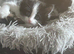 Ready for there forever homes
