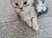 Tica registered maine coon kittens