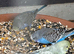 Baby Budgies