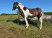 14.2hh coloured mare
