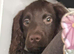 Cocker spaniel puppy