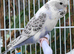Various Stunning Quality Beautiful Budgies