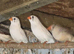 Finches