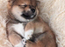 Shiba inu puppies for sale