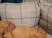 Champion Bred Hungarian Vizsla Puppies 0.9% COI 5 Generation KC Registered