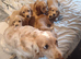 Selling puppies