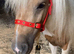 Gorgeous Palomino And White Shetland Gelding For Sale