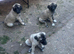 Turkish Kangal Turkish Malak
