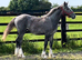 "Registered Irish Draught Yearling 4 Matching Whites" Dapple Grey Filly Young Sport Horse