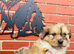 Sheltie cross puppies