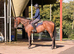 Gorgeous filly sensible ride