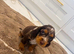 Show type cocker spaniels