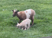 Pygmy goat female pure bred no papers