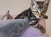 Last one! Tica Bengal Silver Charcoal boy ARTEMIS with clouded Leopard pattern